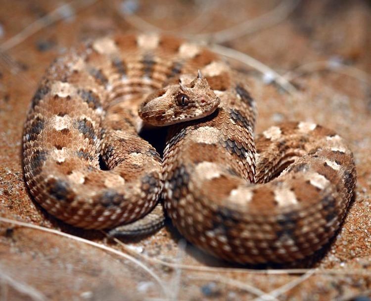 Bitis caudalis My Caudalis Namaqualand