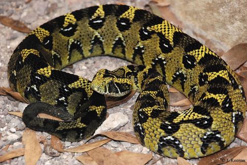 Bitis parviocula Reptile Facts libutron Ethiopian Mountain Adder Bitis