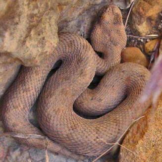 Bitis rubida wwwbiodiversityexplorerorgreptilessquamataima