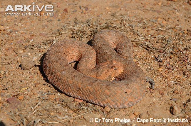 Bitis rubida Red adder videos photos and facts Bitis rubida ARKive