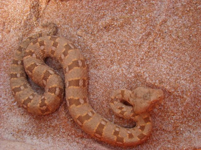 Bitis xeropaga Bitis xeropaga