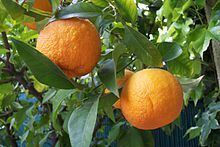 Bitter orange httpsuploadwikimediaorgwikipediacommonsthu