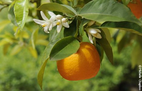 Bitter orange Seville Oranges in Andalucia bitter oranges amp marmelade food and