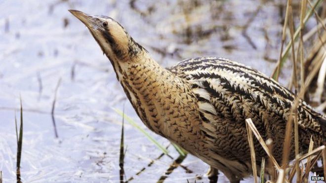 Bittern Numbers show threatened bittern is booming again RSPB BBC News