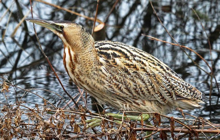 Bittern Bittern Dungeness Dungeness The RSPB Community