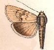 Bityla pallida