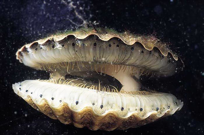 Bivalvia OpenMouthed Bivalvia Sea Mollusk Image