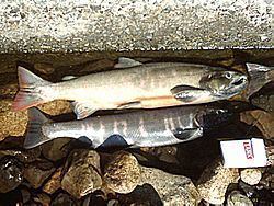 Biwa trout httpsuploadwikimediaorgwikipediacommonsthu