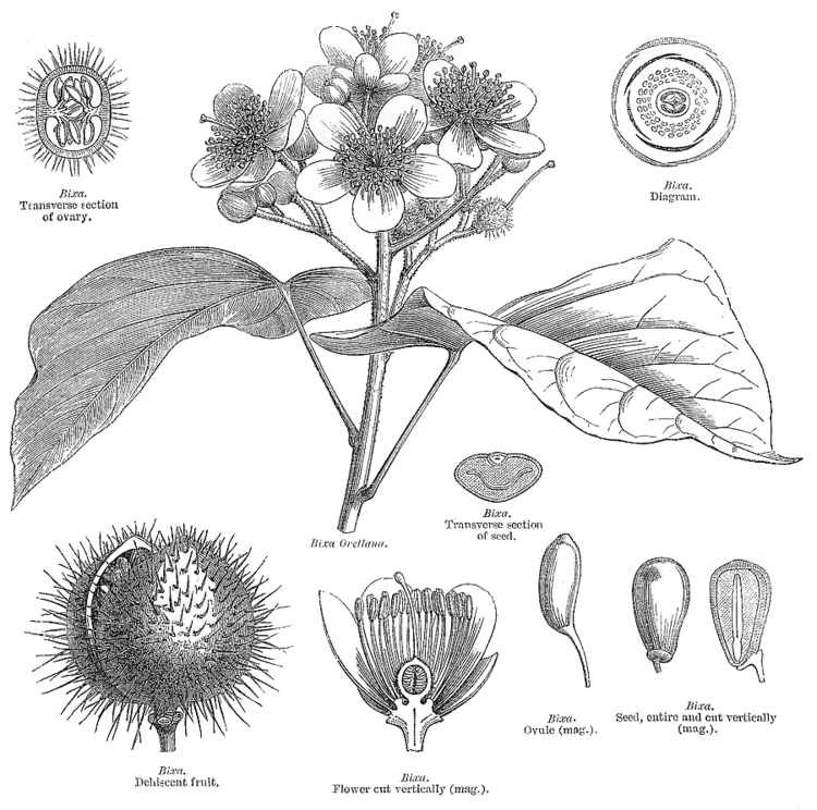 Bixaceae Angiosperm families Bixaceae Link