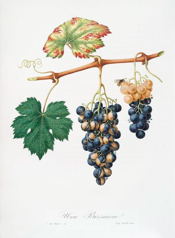 Bizzaria Uva bizzaria Vites vinifera bicolor Summer grape NYPL Digital