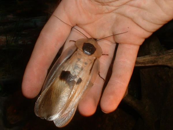 blaberus giganteus