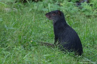 Black agouti httpsphotossmugmugcomAnimalsLandMammalsRo