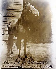 Black Allan (horse) httpsuploadwikimediaorgwikipediacommonsthu