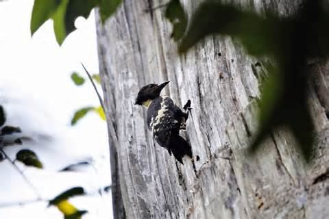 Black-and-buff woodpecker More on Meiglyptes jugularis Blackandbuff Woodpecker