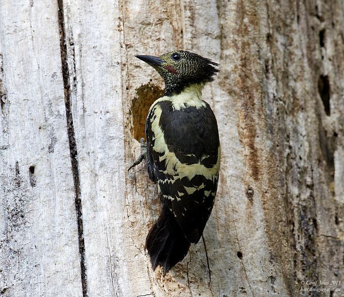 Black-and-buff woodpecker httpsphotossmugmugcomBIRDFAMILIESOFTHEWO