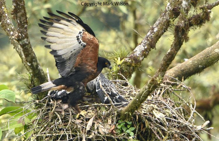 Black and chestnut eagle - Alchetron, the free social encyclopedia