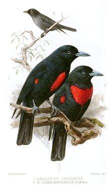 Black-and-crimson oriole httpsuploadwikimediaorgwikipediacommonsthu