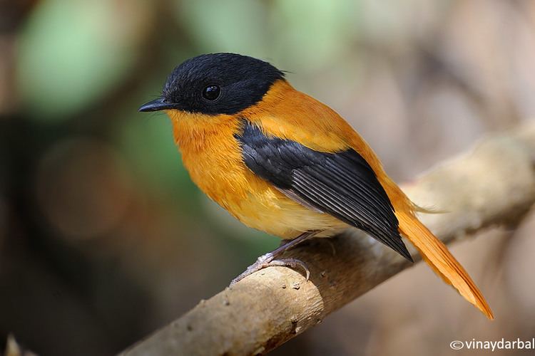 Black-and-orange flycatcher Black amp orange flycatcher