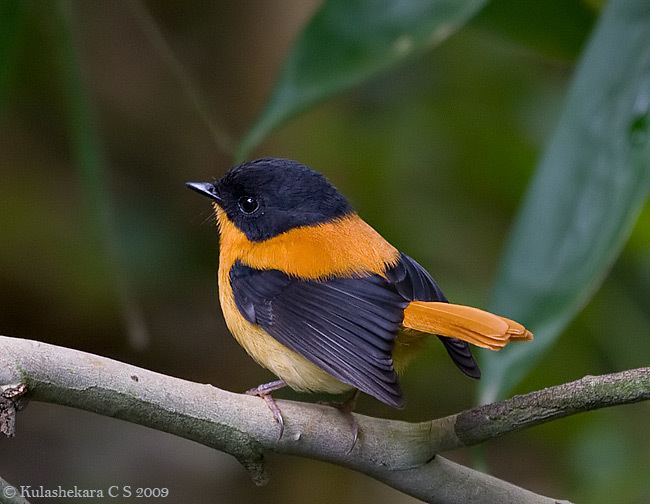 Black-and-orange flycatcher Oriental Bird Club Image Database Blackandorange Flycatcher