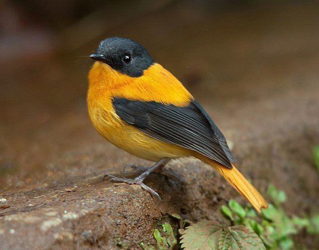 Black-and-orange flycatcher Oriental Bird Club Image Database Blackandorange Flycatcher