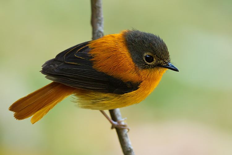 Black-and-orange flycatcher wwwindianaturewatchnetimagesalbumphoto604399