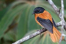 Black-and-orange flycatcher Blackandorange flycatcher Wikipedia