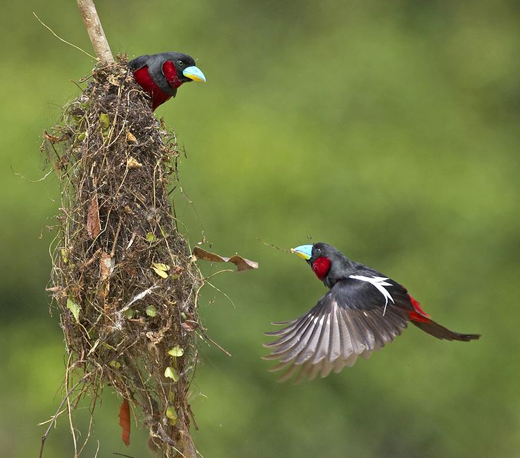 Black-and-red broadbill Nature Photography Society of New Zealand Graeme GuyBlack and Red