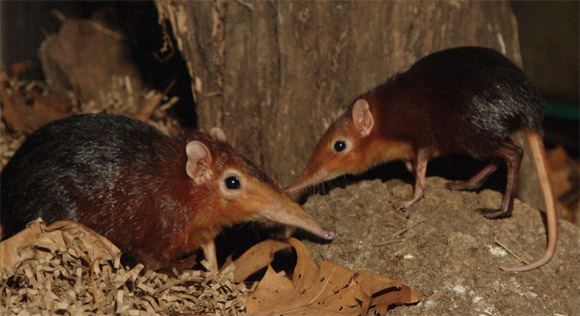 Black and rufous elephant shrew The Black and Rufous Giant Elephant Shrew Tree of Life Exhibits