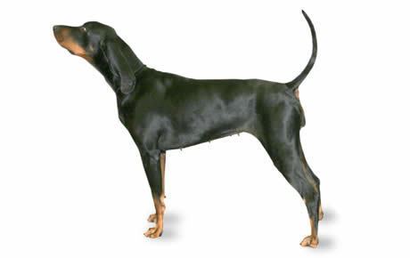 Black and Tan Coonhound Black and Tan Coonhound Dog Breed Information Pictures