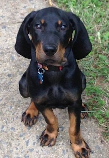Black and Tan Coonhound Black and Tan Coonhound Dog Breed Information and Pictures