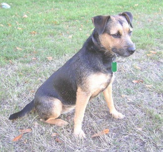 Black and Tan Terrier Terriers Breeds The Black and Tan Terrier