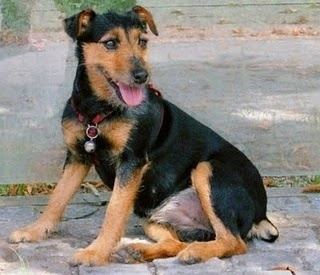 Black and Tan Terrier 1000 ideas about Black And Tan Terrier on Pinterest English toy