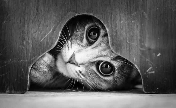Black and white The Mysterious Lives Of Cats Captured In Black And White Photography