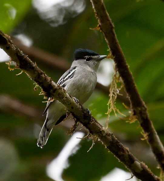 Black-and-white becard Sapayoa Ecuador Bird Photos Photo Keywords BLACKANDWHITE BECARD