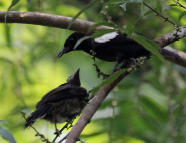 Black-and-white bulbul https2bpblogspotcomRu62h7ErvxwUBkz8mAhTeI