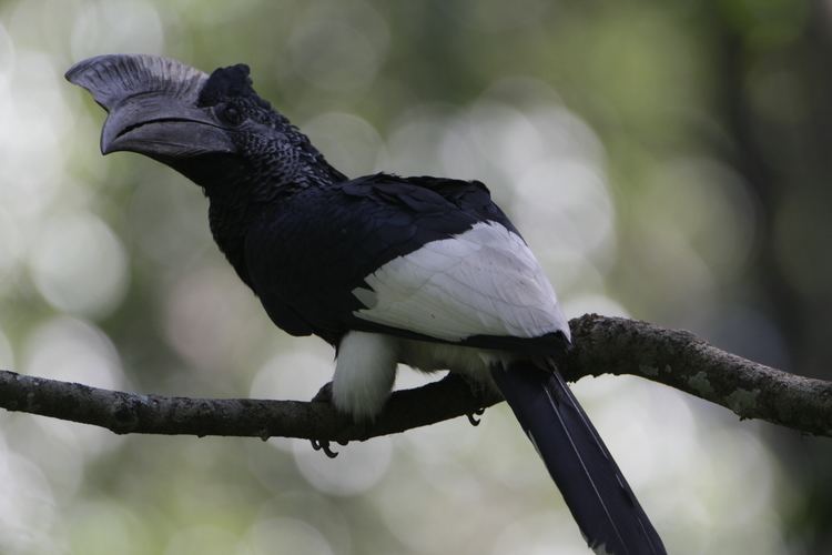 Black-and-white-casqued hornbill Blackandwhitecasqued Hornbill Bycanistes subcylindricus Kenya