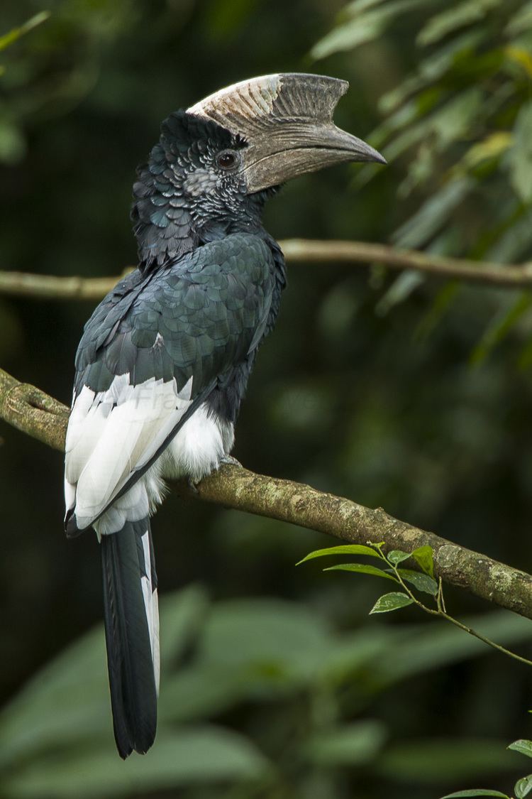 Black-and-white-casqued hornbill FileBlackandWhite Casqued Hornbill Kakamega Kenya 06 1778