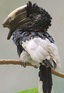 Black-and-white-casqued hornbill httpsuploadwikimediaorgwikipediacommonsthu