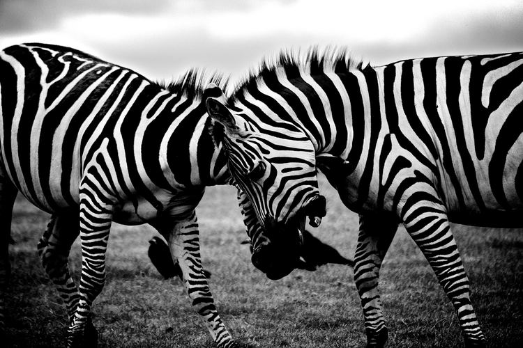 Black and white Free stock photo of africa animals blackandwhite