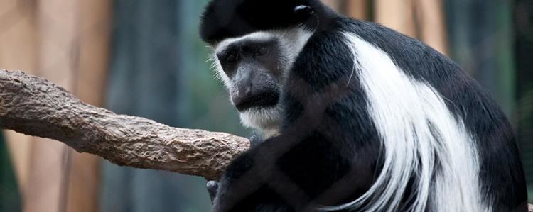 Black-and-white colobus BlackAndWhite Colobus Lincoln Park Zoo