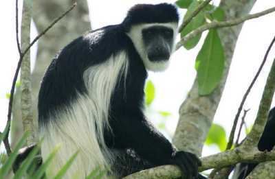 Black-and-white colobus Black and White Colobus Colobus guereza