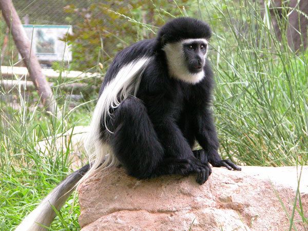 Black-and-white colobus Eastern Black and White Colobus Monkey Utah39s Hogle Zoo