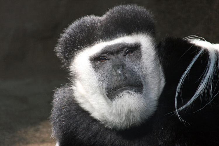 Black-and-white colobus BlackandWhite Colobus Monkey The Cincinnati Zoo amp Botanical Garden