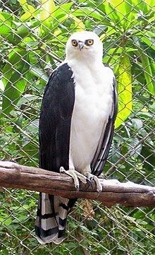Black-and-white hawk-eagle httpsuploadwikimediaorgwikipediacommonsthu