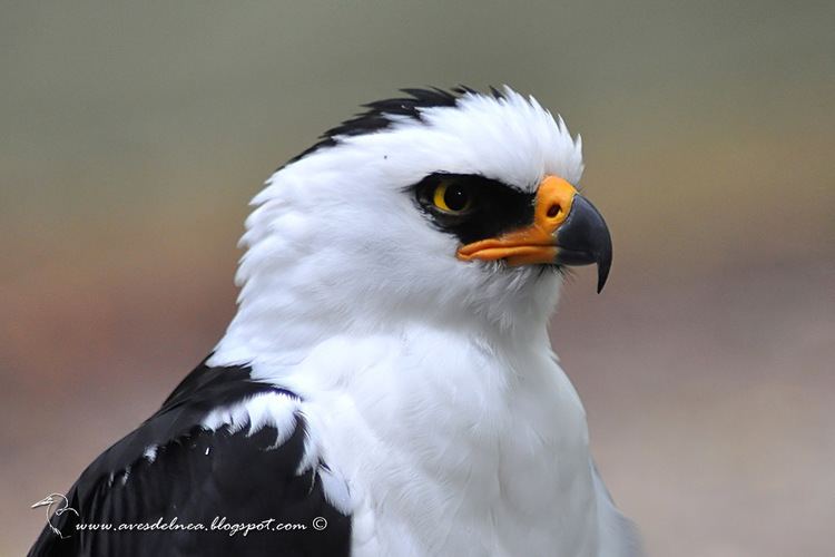 Black-and-white hawk-eagle guila viuda Blackandwhite HawkEagle Spizastur melano Flickr