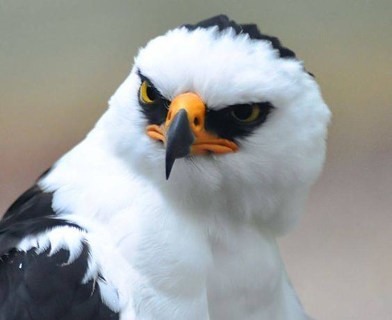 Black-and-white hawk-eagle Blackandwhite Hawkeagle Boidsraptors Pinterest Photos