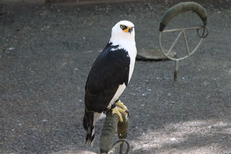 Black-and-white hawk-eagle Black and White Hawk Eagle Erin Michael Wellock Flickr