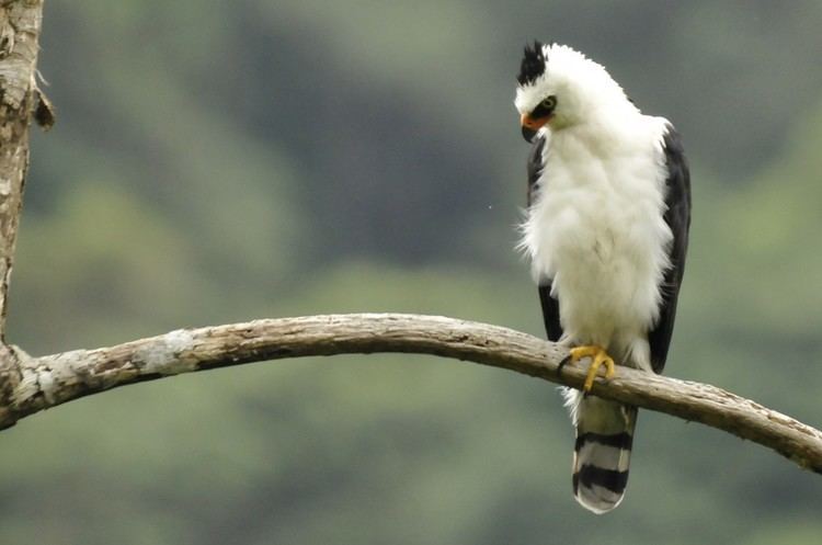 Black-and-white hawk-eagle Spizaetus melanoleucus Blackandwhite Hawkeagle