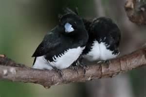 Black-and-white mannikin More on Lonchura bicolor Blackandwhite Mannikin