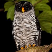Black-and-white owl wwwowlpagescomowlsspeciesimagesblackandwhi